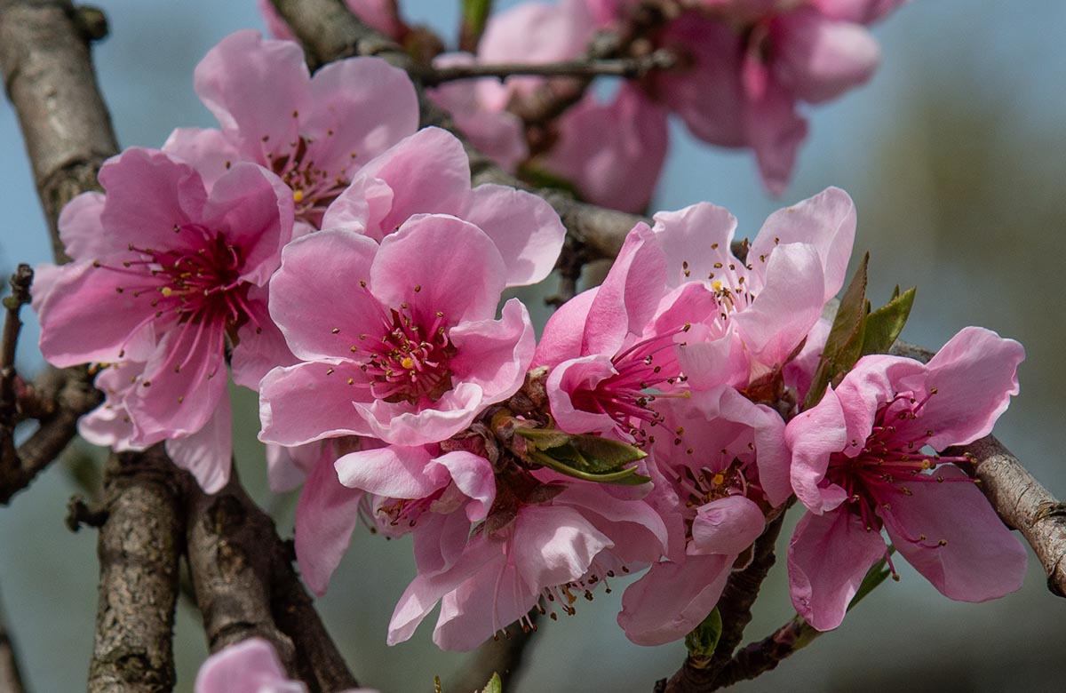 Bl&uuml;ten